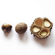 Lade das Bild in den Galerie-Viewer, Green Age Tagua Kette Laura rot