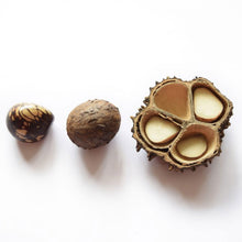 Lade das Bild in den Galerie-Viewer, Green Age Tagua Kette Sofia rot
